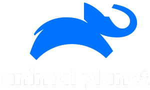 BR | Animal Planet SD